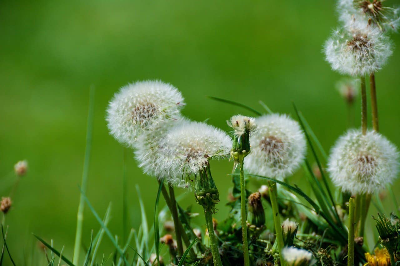 What Are Dandelions