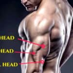 Tricep heads